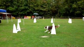 Flyball Relais de 3 chiens [upl. by Hafeetal]