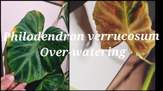 Philodendron verrucosum Leaf Yellowing and Browning Over Watering or Under Watering [upl. by Anoi24]