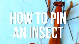 How to Pin an Insect [upl. by Boyer]