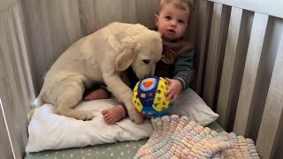 Adorable Baby Woken Up By New Golden Retriever Puppy So Confused [upl. by Animaj]