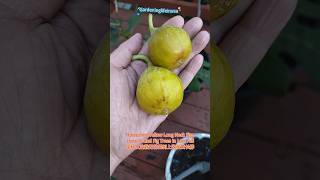 Harvesting Yellow Long Neck Figs from Potted Trees in Late Fall从盆栽树上收获黄长脖youtubeshortsgardening [upl. by Yaja927]