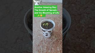 Another Amazing Day The Growth of Sprouts and the Blooming of Life 🌱✨🌞🌿FAnaturlplants garden diy [upl. by Annah710]