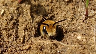 Observations at a large Ivy bee Collletes hederae nesting aggregation [upl. by Eirac]