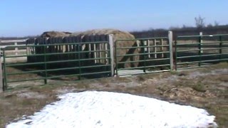 Cattle Winter Feeding Structure [upl. by Ahsitniuq]