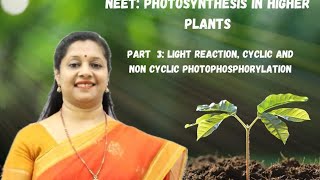 NEET PHOTOSYNTHESIS IN HIGHER PLANTS PART3 LIGHT REACTION CYCLICampNON CYCLICPHOTOPHOSPHORYLATION [upl. by Chun]