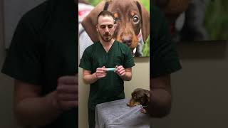 How to put in your pet’s eye ointment [upl. by Conlee199]