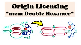 DNA Replication Eukaryote INITIATION  Origin Licensing  cdt1 recruits Helicase Double Hexamer [upl. by Godfrey]