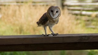 Barn Owl screeching [upl. by Edita]