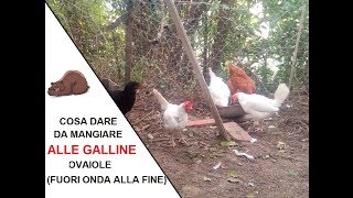 Cosa dare da mangiare alle galline ovaiole Finale con fuori onda [upl. by Rahas]