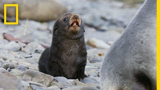 Fur Seals Overcome Extinction On ‘Resurrection Island’ – Ep 1  Wildlife Resurrection Island [upl. by Gillett]