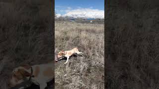 ￼ Bracco Italiano pointing a pigeon dogtraining huntingdog birddog braccoitaliano pointingdog [upl. by Mullac]