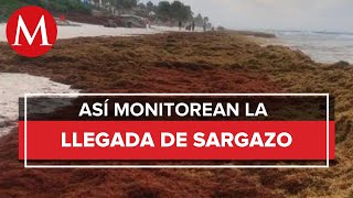 Instituto Oceanográfico monitorean la llegada de sargazo a la Riviera Maya [upl. by Roxy73]