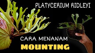 CARA MOUNTING  MENANAM PLATYCERIUM RIDLEYI MUDAH DAN CEPAT [upl. by Hallock486]