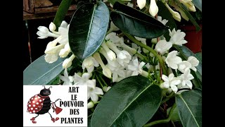 jardinage Bouture de Stephanotis floribunda jasmin de Madagascar Plante verte dintérieur [upl. by Mozza]