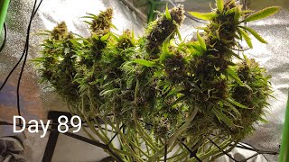 SLIDESHOW  Seed to Harvest  1st Grow Ever  Green Crack Auto by Fast Buds  2x2x3 Mini Tent Grow [upl. by Aisaim]