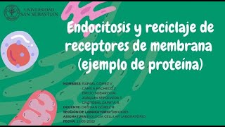 Endocitosis y reciclaje de receptores de menbrana [upl. by Kesia226]