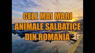 Cele mai mari animale salbatice si terestre din Romania [upl. by Eener]