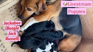 🐶Sansas cute Jackabee Beagle Jack Russel Puppies Livestream beagle jackrussell jackabee ❤️ [upl. by Boris]