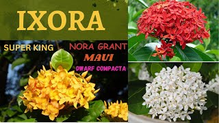 Ixora  Ixora Flower  All Information About Ixora  Nora Grant  Maui  Super King  Dwarf Compacta [upl. by Reggi]