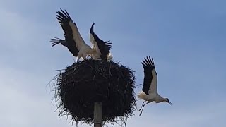 White storks fighting for nest [upl. by Abita]