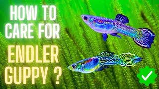 Endler Guppy Care  How to Care for Endler Guppy A Complete Guide for Beginners [upl. by Fulks]