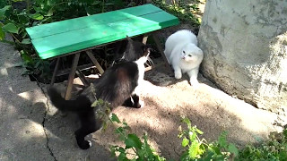 Turkish angora cat hissing and growling Angora cat socializing with other felines [upl. by Ahsac]