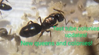 Updates on test tube colonies 2 NEW additions [upl. by Ellehcar]