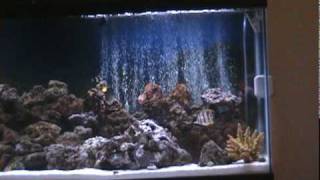 Part 1 My 55 Gallon Marine Salt Water Aquarium Coral Reef Fish Tank LED Lights Saltwater [upl. by Finegan767]