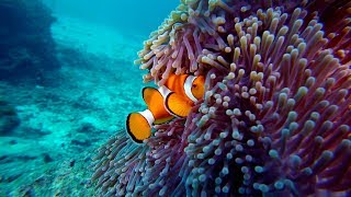 CLOWNFISH and Anemone [upl. by Hanus]