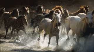 We are free  Hans zimmer  music FOR HORSES AND NATURE LOVERS [upl. by Hester670]