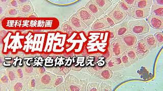 体細胞分裂の観察〜染色体や細胞分裂が行われている細胞を観察する〜 [upl. by Htrag]