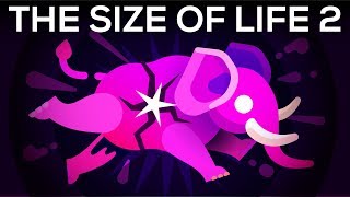 How to Make an Elephant Explode – The Size of Life 2 [upl. by Yelhsa]