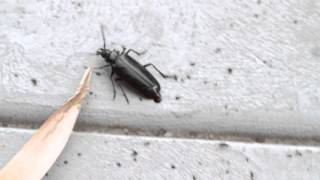 Palo Verde Root Borer Beetle in Action in Tucson Arizona [upl. by Rekrap]