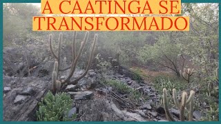 A TRANSFORMAÇÃO DA CAATINGA [upl. by Froh128]