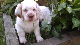 Golden heart clumber spaniels Video  45  6 1212 [upl. by Gine918]