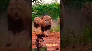 Babar Sher lion tiger wildlife shortfeed trending animal [upl. by Gessner]