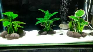 how to solve cloudy water in aquarium in hindi [upl. by Aynotak]