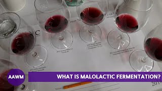 What is Malolactic Fermentation Winemaker Fred Scherrer Explains [upl. by Idleman]