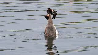 Great Crested Grebes dancing [upl. by Eittam206]