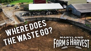 What Happens to Cow Manure  Maryland Farm amp Harvest [upl. by Lebasy616]