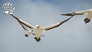 Gannets dive into the ocean at breakneck speed [upl. by Esmaria]