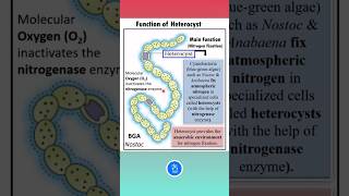 Function of Heterocyst  Cyanobacteria  Nitrogen Fixation  Biological Classification Class 11 [upl. by Ybbob]