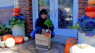 Vlog Hydrangea Tree Underplanting Winter Indoor bulbs  Seed Starting  Topiary  Garden Queen [upl. by Aierdna]