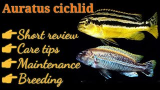 Auratus cichlid  short review and care tips explained in tamil  Maff fish  SR [upl. by Onstad]