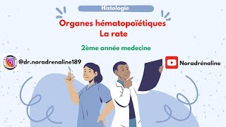 la rate histologie 2ème année med  شرح بالدارجة و الرسم [upl. by Rimola]