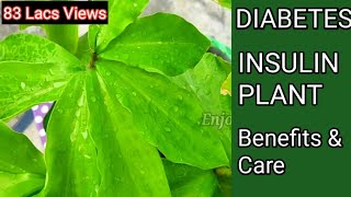 Diabetes Insulin plant  इंसुलिन का पौधा  sugar control plant  medicina plant  costus igneous [upl. by Neelyak]