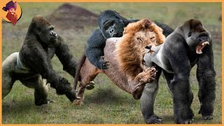 15 Gorillas And Chimps Battling Each Other And Other Animals [upl. by Zug]