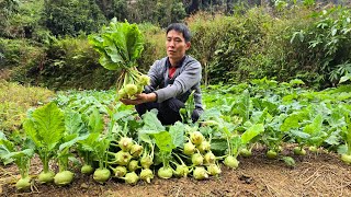 Harvesting Kohlrabi At The Farm Goes to market sell  Gardening  Solo Survival [upl. by Charisse]