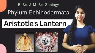 Echinodermata  Aristotles Lantern  in Hindi  B Sc amp MSc  Zoology [upl. by Yarg739]