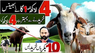 1 cow ki qimat main 10 goats a jati hain  goat farming [upl. by Tennies]